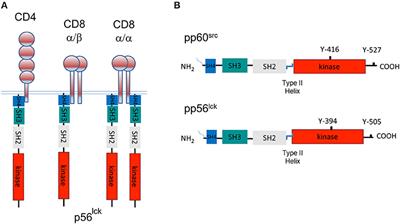 How the Discovery of the CD4/CD8-p56lck Complexes Changed Immunology and Immunotherapy